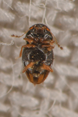 Ptiliinae