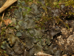 Peltigera phyllidiosa