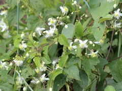 Clematis brachiata