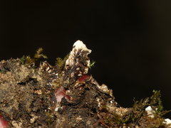 Peltigera phyllidiosa