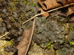 Peltigera phyllidiosa