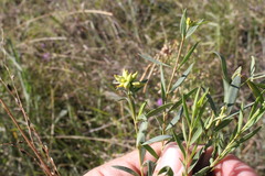 Pimelea neoanglica
