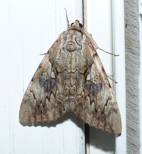 Yellow-banded Underwing photo 5