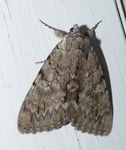 Habilis Underwing photo 5