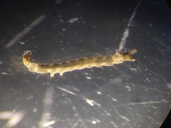 Dixella