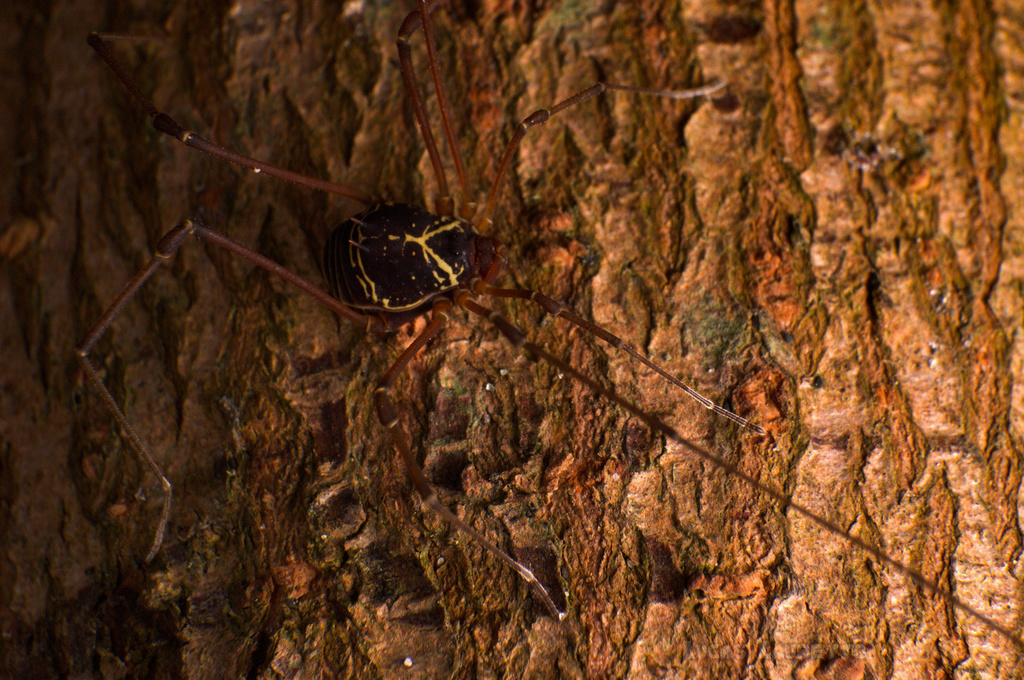 daddy longlegs