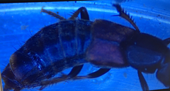 Staphylinidae