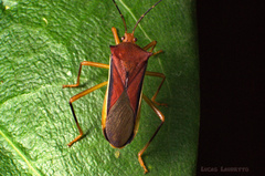 Anasa varicornis