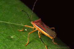 Anasa varicornis