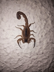 Tityus stigmurus