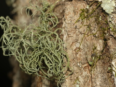 Usnea mutabilis