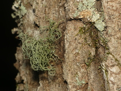 Usnea mutabilis
