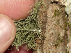 Usnea mutabilis