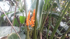 Stromanthe stromanthoides