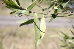 Notelaea microcarpa