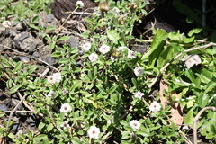 Phyla nodiflora minor