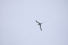 Phaethon lepturus catesbyi