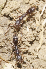 Austroponera castanea