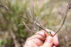 Verbena litoralis litoralis