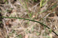 Verbena litoralis litoralis