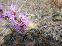 Hesperia assiniboia