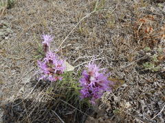 Hesperia assiniboia