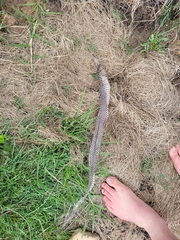 Pseudechis porphyriacus