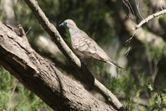 Geopelia placida placida