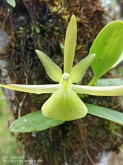 Epidendrum platychilum