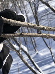 Synnemasporella aculeans