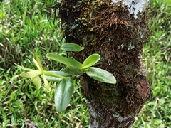 Epidendrum platychilum