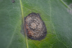 Colletotrichum trichellum