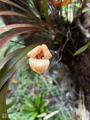 Maxillaria egertoniana