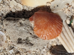 Aequipectinini