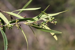 Notelaea linearis