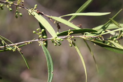 Notelaea linearis
