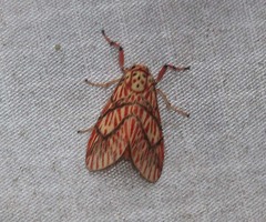 Barsine cornicornutata