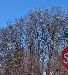 Gleditsia triacanthos
