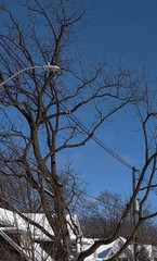 Gleditsia triacanthos