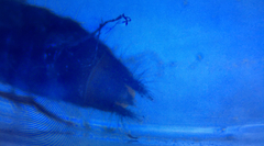 Staphylinidae
