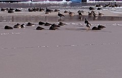 Branta canadensis