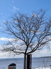 Gleditsia triacanthos