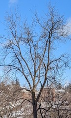 Gleditsia triacanthos