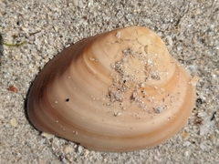 Megapitaria aurantiaca