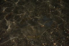 Glaucostegus cemiculus