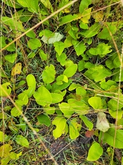 Grevillea laurifolia