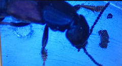 Staphylinidae