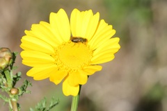Tetropismenus hirtus