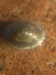 Uncancylus