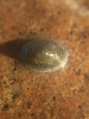 Uncancylus